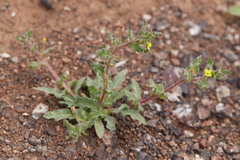 Camissoniopsis intermedia