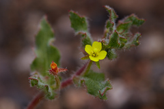 Camissoniopsis intermedia