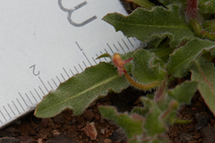 Camissoniopsis intermedia