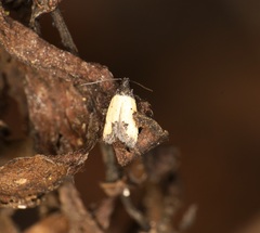 Tyrolimnas anthraconesa