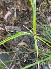 Cyperus tetraphyllus