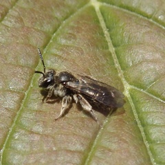 Andrena