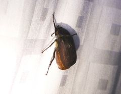 Apogonia cribricollis