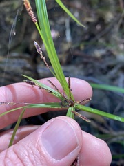 Cyperus tetraphyllus