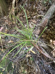 Cyperus tetraphyllus
