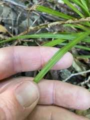 Cyperus tetraphyllus