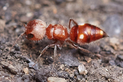 Myrmosula rutilans
