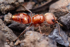 Myrmosula rutilans