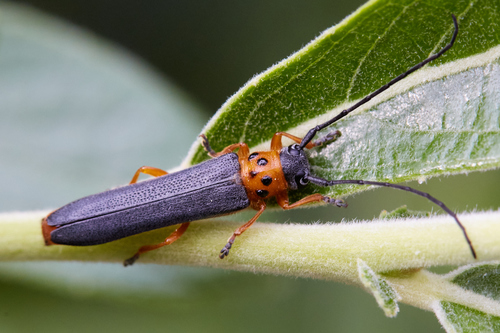 western poplar branch borer