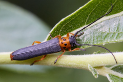 Oberea quadricallosa