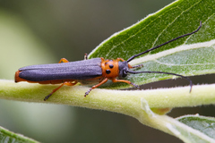 Oberea quadricallosa