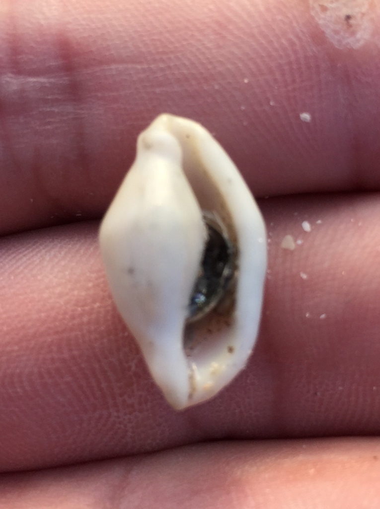Cyphoma intermedium