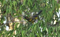 Icterus melanopsis