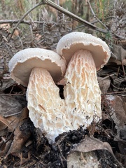 Austroboletus niveus