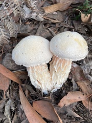 Austroboletus niveus