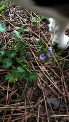 Geranium molle
