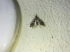 Lineodes triangulalis