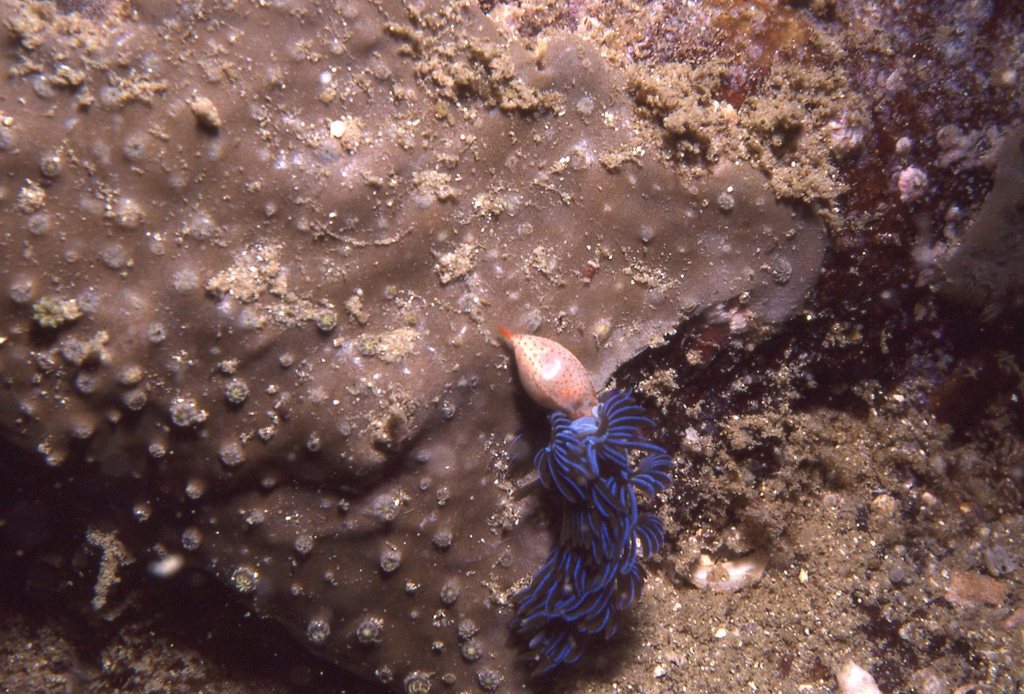 Australian Blue Dragon