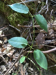 Vincetoxicum polyanthum