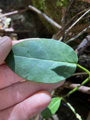 Vincetoxicum polyanthum