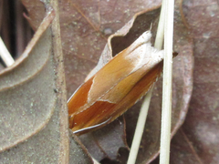 Ancylis partitana