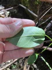 Vincetoxicum polyanthum