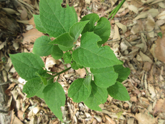 Clerodendrum trichotomum