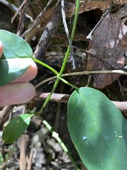 Vincetoxicum polyanthum