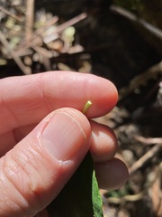 Vincetoxicum polyanthum