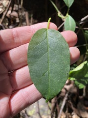 Vincetoxicum polyanthum