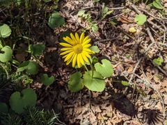 Doronicum caucasicum