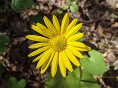 Doronicum caucasicum