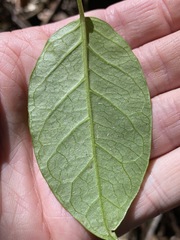 Vincetoxicum polyanthum