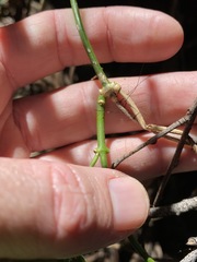 Vincetoxicum polyanthum