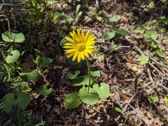 Doronicum caucasicum