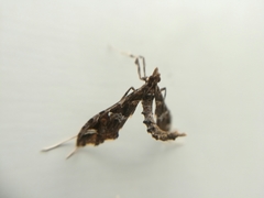 Lineodes triangulalis