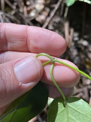 Vincetoxicum polyanthum