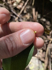 Vincetoxicum polyanthum