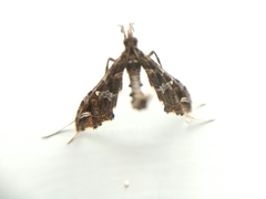 Lineodes triangulalis
