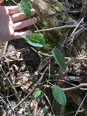Vincetoxicum polyanthum