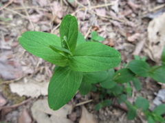 Hypericum erectum