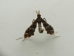 Lineodes triangulalis