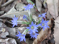 Gentiana zollingeri