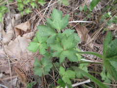 Ranunculus japonicus