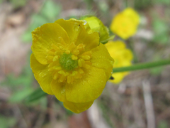 Ranunculus japonicus