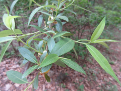 Salix pierotii
