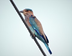 Coracias benghalensis