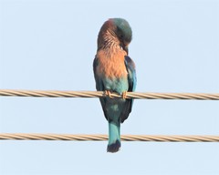 Coracias benghalensis