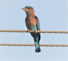 Coracias benghalensis