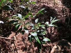 Citrus australis